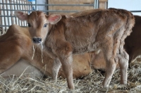 Další přírůstek do tehovského stádečka jerseyských krav